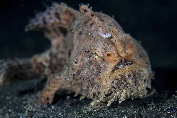 Harige frogfish over de zanderige bodem — Stockfoto