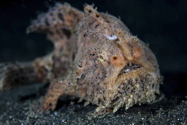 Szőrös frogfish, homokos partú felett — Stock Fotó