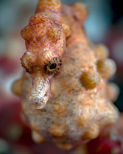 Pregnant pygmy seahorse — Stock Photo, Image