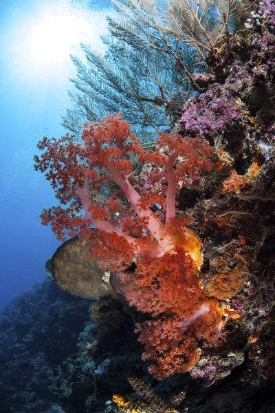 Coraux colorés sur le récif près de Sulawesi — Photo