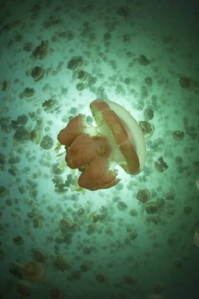 Golden jellyfish in marine lake — Stock Photo, Image