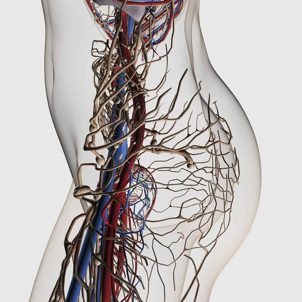 女性腹部动脉 静脉和淋巴系统的医学插图 — 图库照片