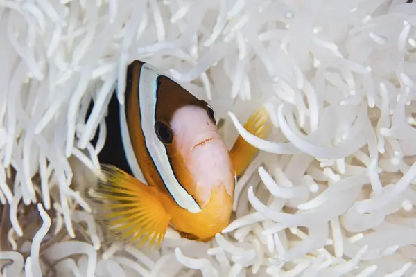 Clownfisk simma bland anemone tentakler — Stockfoto