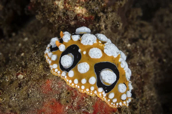 Nacktschnecke kriecht auf sandigem Meeresboden — Stockfoto