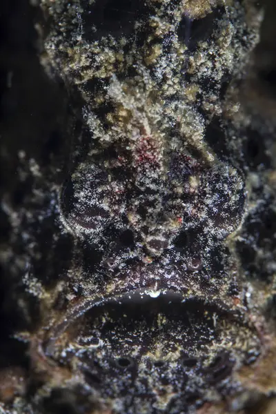 Dark frogfish closeup headshot — Stock fotografie