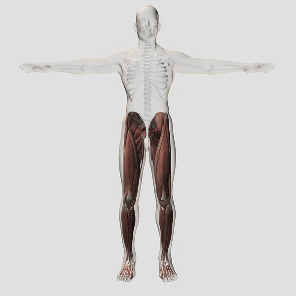 Anatomia Muscular Masculina Das Pernas Humanas — Fotografia de Stock