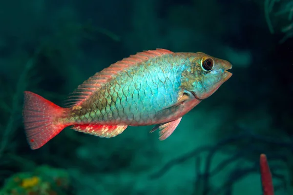 Redband papegojfisk flytande över korallrev — Stockfoto