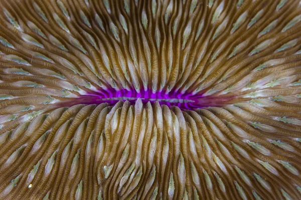 Mushroom coral closeup shot — Stock Photo, Image