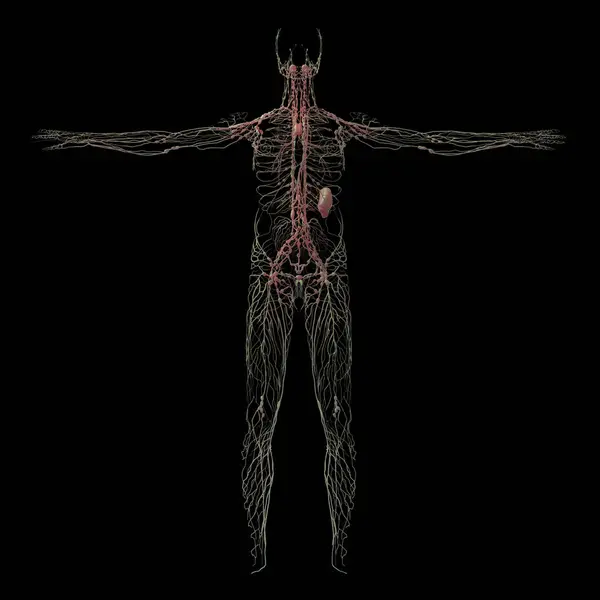 Rendering Human Lymphatic System Black Background — Stock Photo, Image