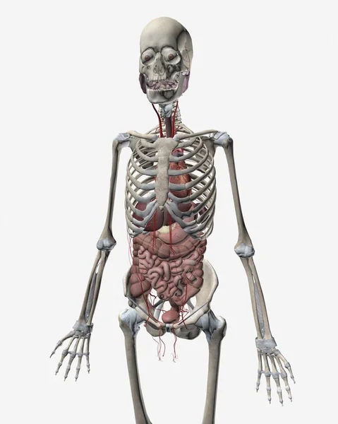 Скелетная Система Человека Органами Пищеварительной Системы — стоковое фото