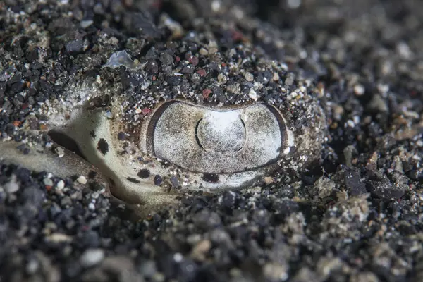 Bluespotted stingray eye closeup shot — Stock Photo, Image