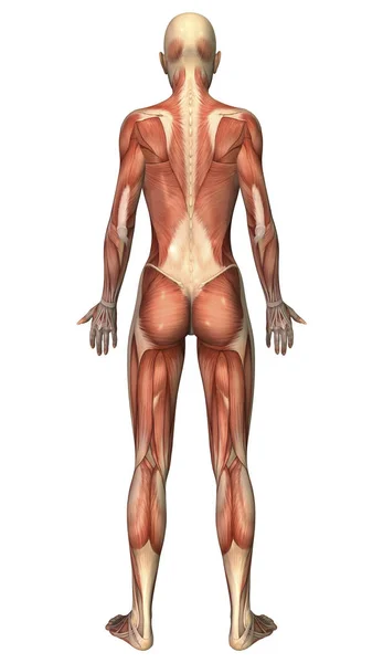 Vista Posterior Del Sistema Muscular Femenino — Foto de Stock