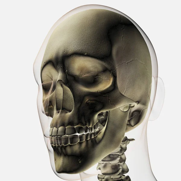 Vista Tridimensionale Del Cranio Dei Denti Umani — Foto Stock