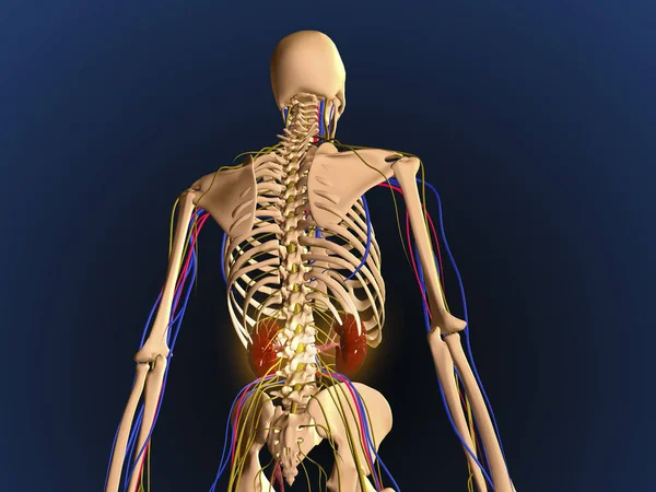 Achteraanzicht Van Het Menselijke Skelet Weergegeven Nieren Het Zenuwstelsel — Stockfoto