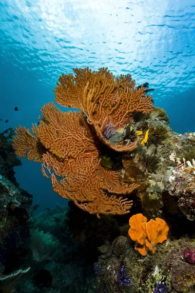 Reef scene with sea fans — Stock Photo, Image