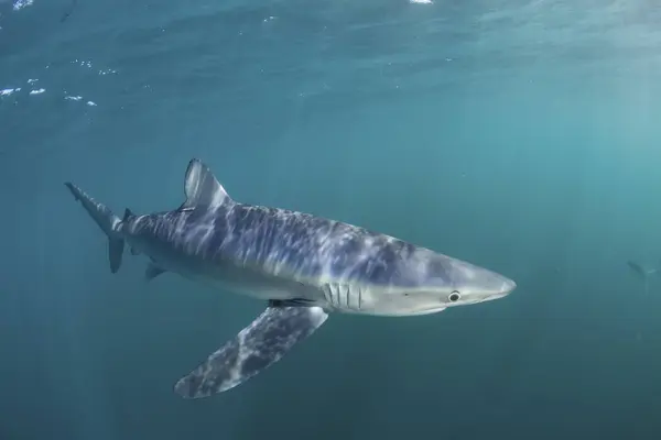 Blue shark swimming near Cape Cod — Stock Photo, Image