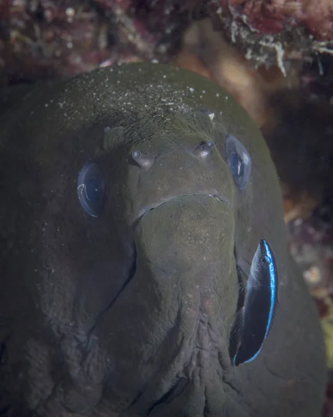 Moray anguila y wrasse limpiador —  Fotos de Stock