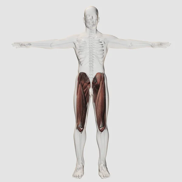 Male Muscle Anatomy Human Legs — Stock Photo, Image
