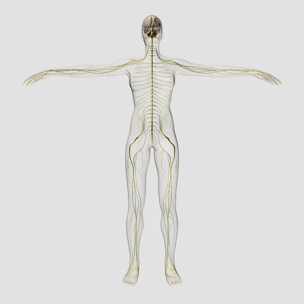 Medizinische Illustration Des Menschlichen Nervensystems Und Gehirns — Stockfoto
