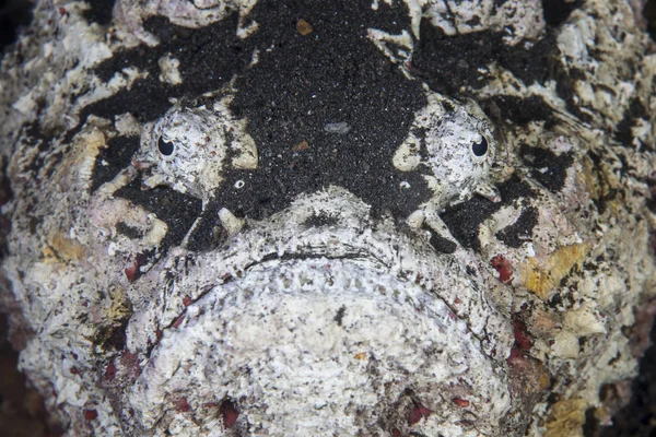 Ύφαλος stonefish closeup headshot — Φωτογραφία Αρχείου
