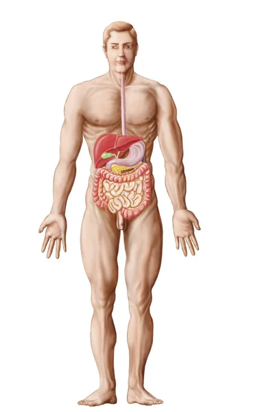 Ilustración Médica Del Sistema Digestivo Humano —  Fotos de Stock