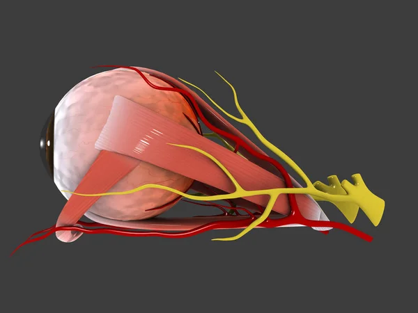 Medische Illustratie Van Anatomie Van Het Menselijk Oog — Stockfoto