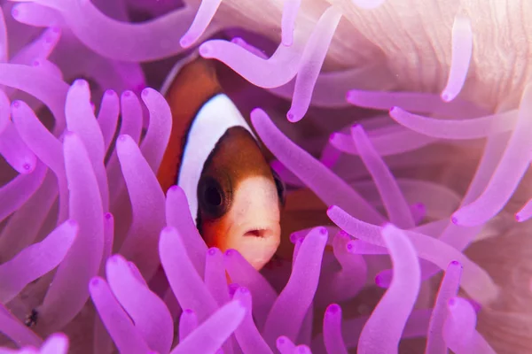 Clark Anemonefish Tentáculos Anêmona Coloridos Estreito Lembeh Indonésia — Fotografia de Stock