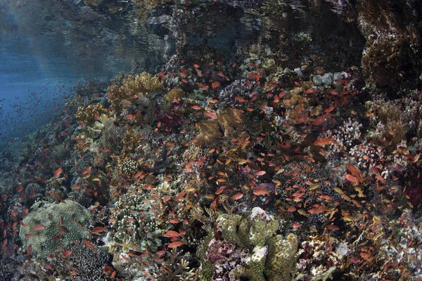 Coloridos peces nadando por encima del arrecife — Foto de Stock