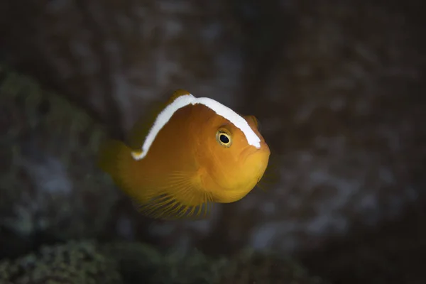 Oranje anemonefish close-up shot — Stockfoto