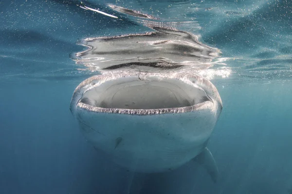 Requin baleine se nourrissant de plancton — Photo