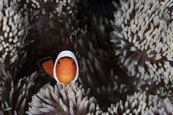 Clownfish swimming among anemone tentacles — Stock Photo, Image