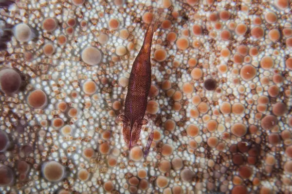 Camarones en el cojín del alfiler estrella de mar —  Fotos de Stock