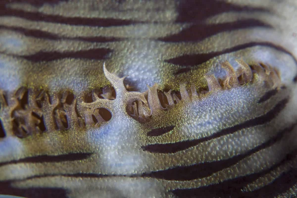 Giant clam closeup shot — Stock Photo, Image