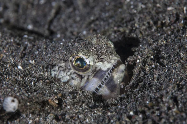 Lizardfish laying in sandy bottom — Stock Photo, Image