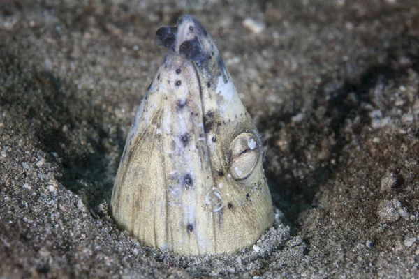 Schonere garnalen op Black-finned slang — Stockfoto