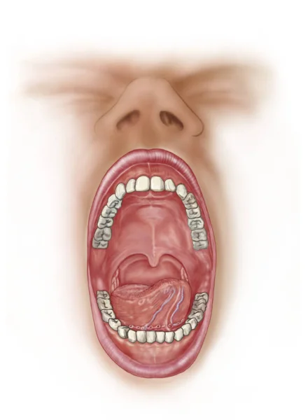 Anatomia Cavidade Bucal Humana — Fotografia de Stock