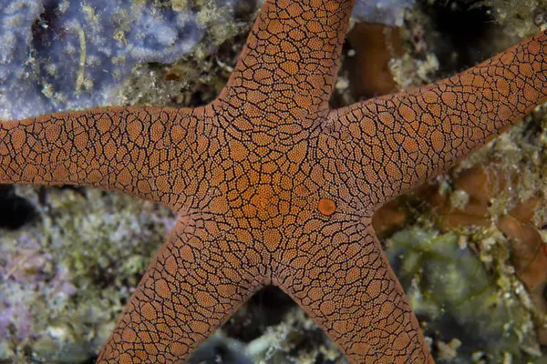 Sea star på korallrev — Stockfoto