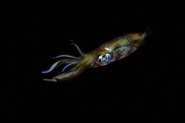 Calamari della barriera corallina bigfin in bilico al buio — Foto Stock