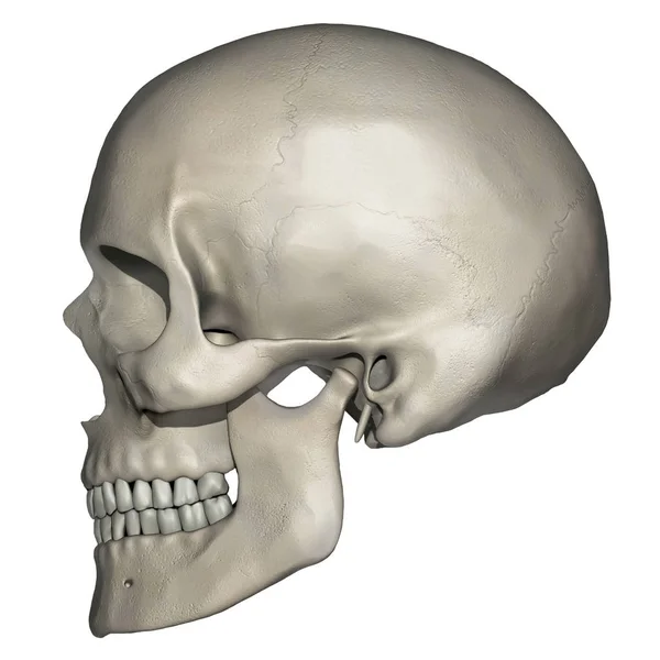 Laterale Weergave Van Menselijke Schedel Anatomie — Stockfoto