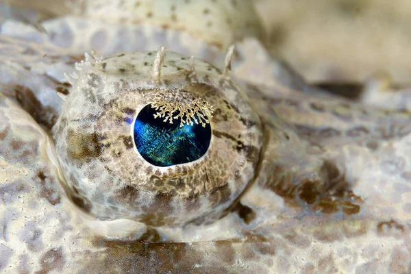 청소년 crocodilefish의 눈 — 스톡 사진