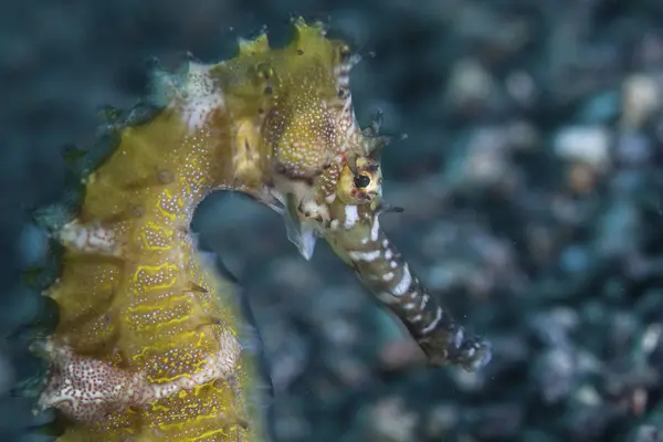 Taggiga seahorse på havsbotten — Stockfoto