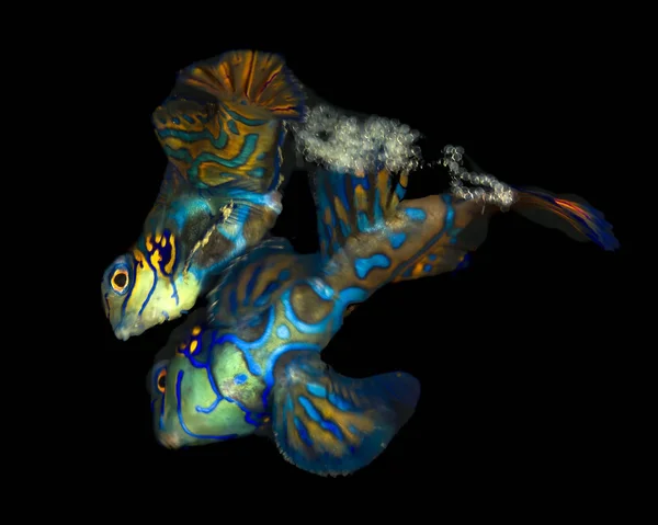 Par de peces mandarín en agua oscura — Foto de Stock