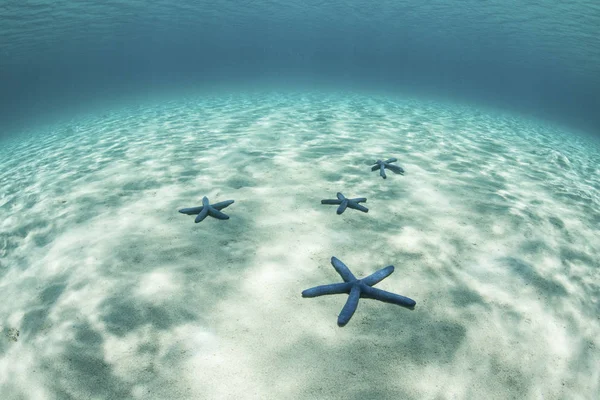 Starfish on shallow sandy seafloor — Stock Photo, Image