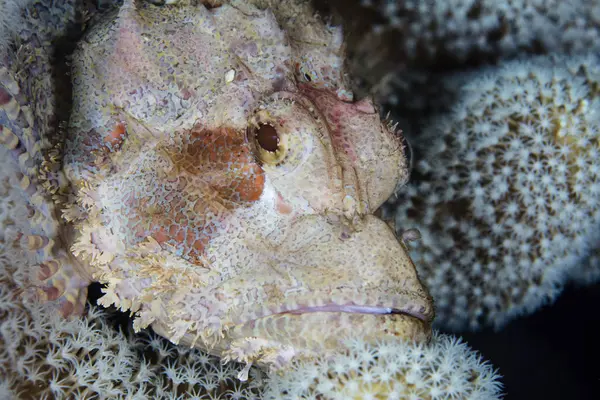 Resif üzerinde döşeme scorpionfish — Stok fotoğraf