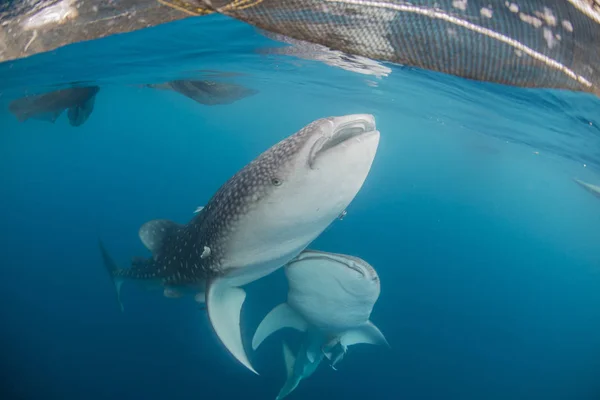 Par de tiburones ballena nadando cerca de la superficie — Foto de Stock