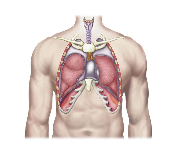 Медицинская Иллюстрация Легких Человека Организме — стоковое фото