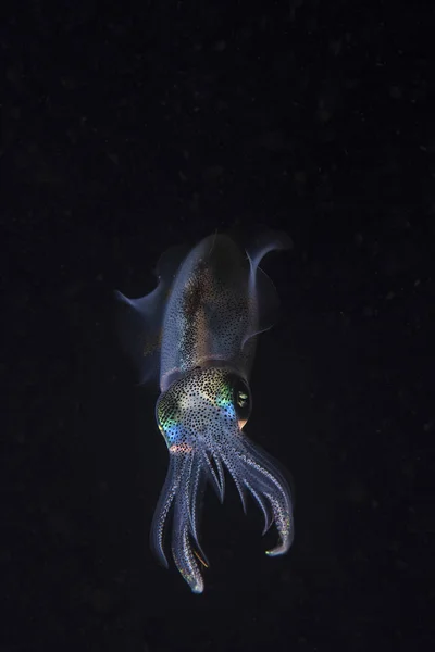 Reef squid hovering in dark water — Stock Photo, Image