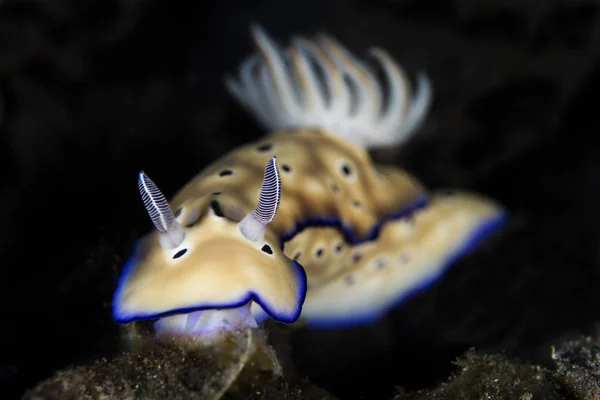 Hypselodoris tryoni omurgasızını — Stok fotoğraf