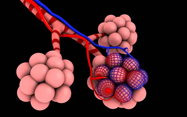 Медицинская Иллюстрация Альвеол Черном Фоне — стоковое фото