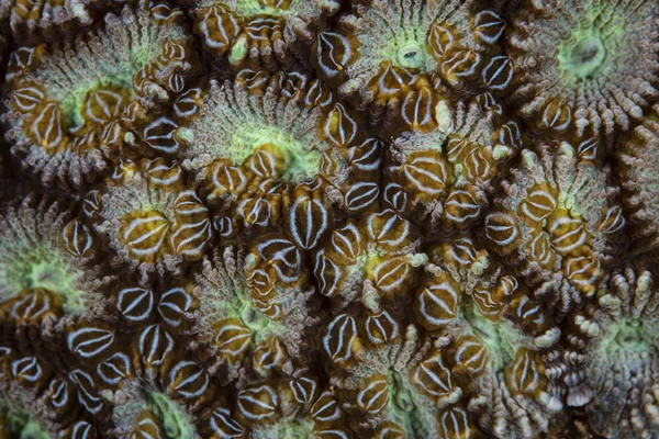 Vermi piatti di abete che coprono le colonie di coralli — Foto Stock